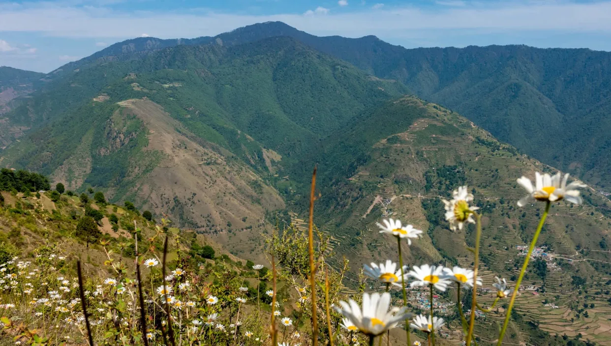 Officials thrilled as trail cameras capture remarkable images of iconic creatures: 'Reflects a healthy forest'