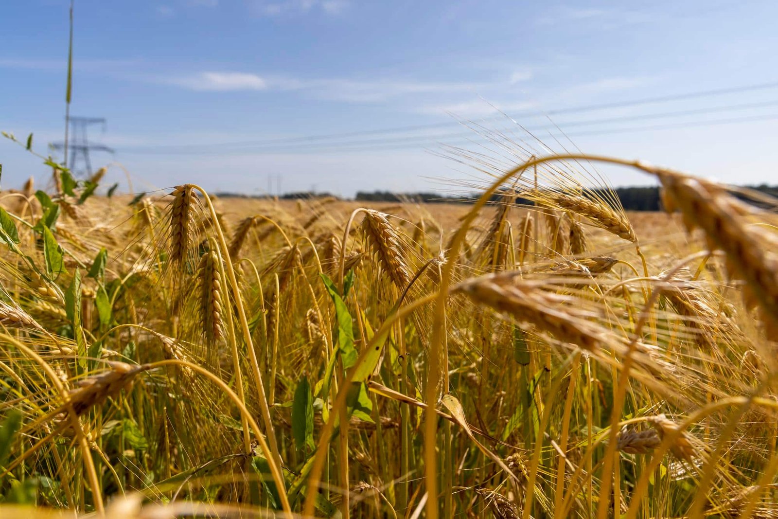 Known as the black gold of agriculture, chernozem soil reaches depths of one meter and helped turn Ukraine, Russia and Kazakhstan into strategic global breadbaskets