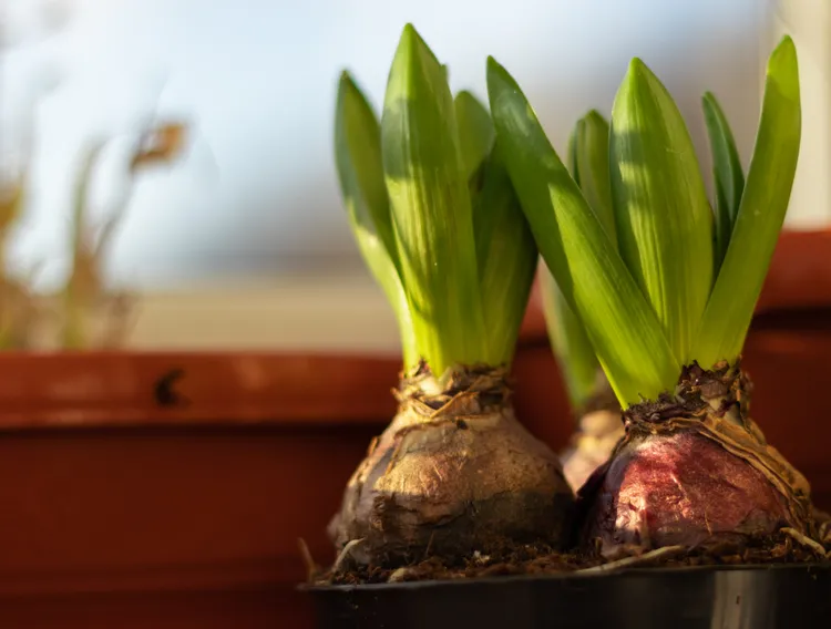 8 Bulbs You Should Start Indoors Now for Colorful Blooms in Spring