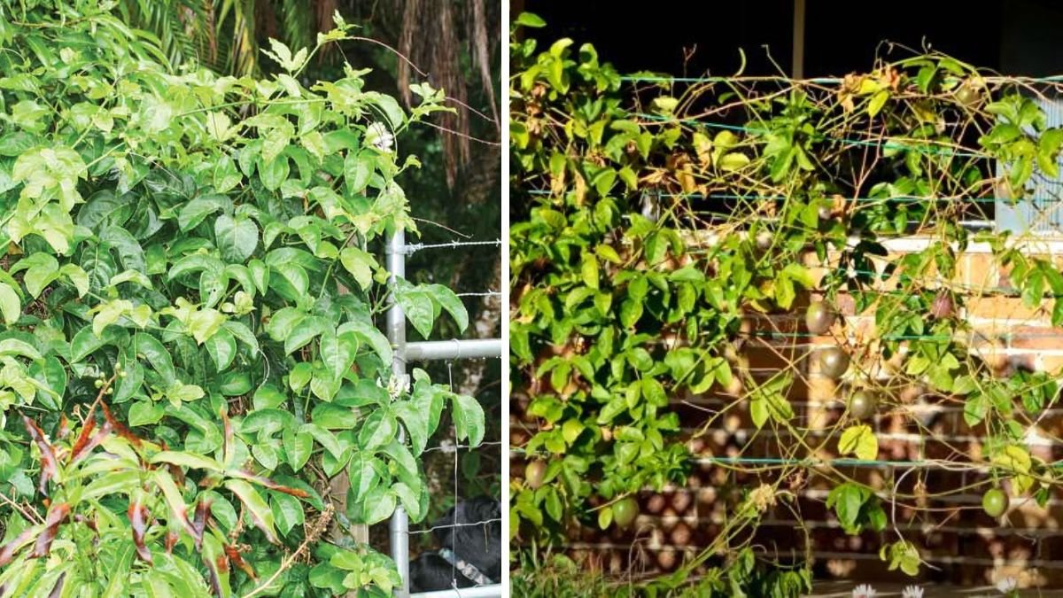 Turn a Plain Fence Into a Tropical Paradise: How to Grow Exotic Passion Fruit Along a Simple Fence Line