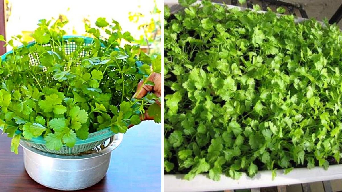 Fresh Herbs Anywhere: How to Grow Coriander Successfully Using Simple Produce Crates