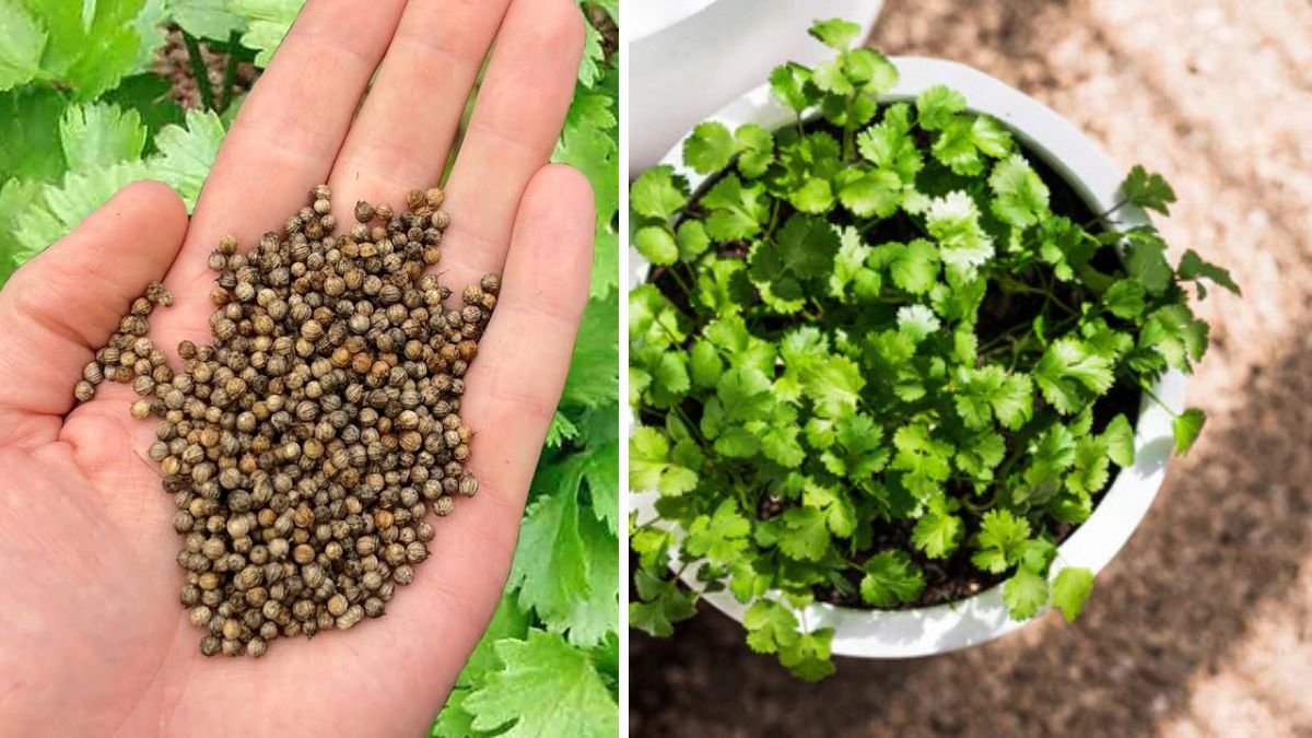 Fresh Herbs at Your Fingertips: Simple Steps to Grow Coriander Indoors With Ease