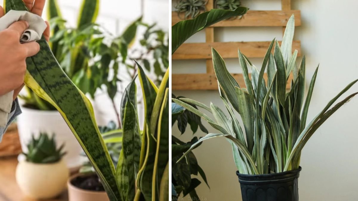 Modern, Minimal, and Nearly Indestructible: Why Sansevieria Is a Stylish and Easy-Care Houseplant