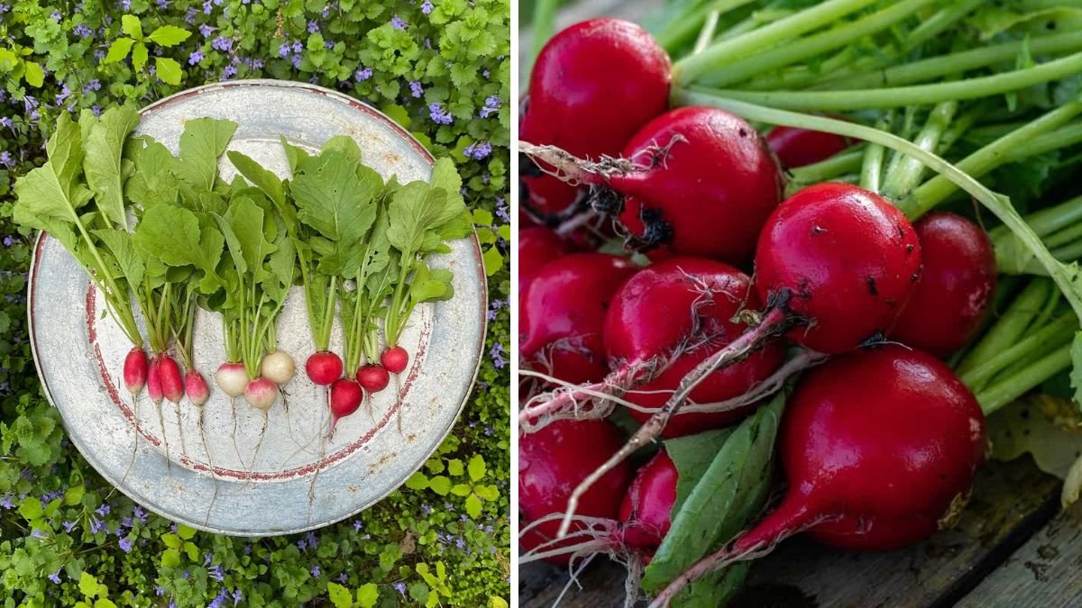 Fast, Fresh, and Foolproof: How to Grow Radishes in Less Than Three Weeks