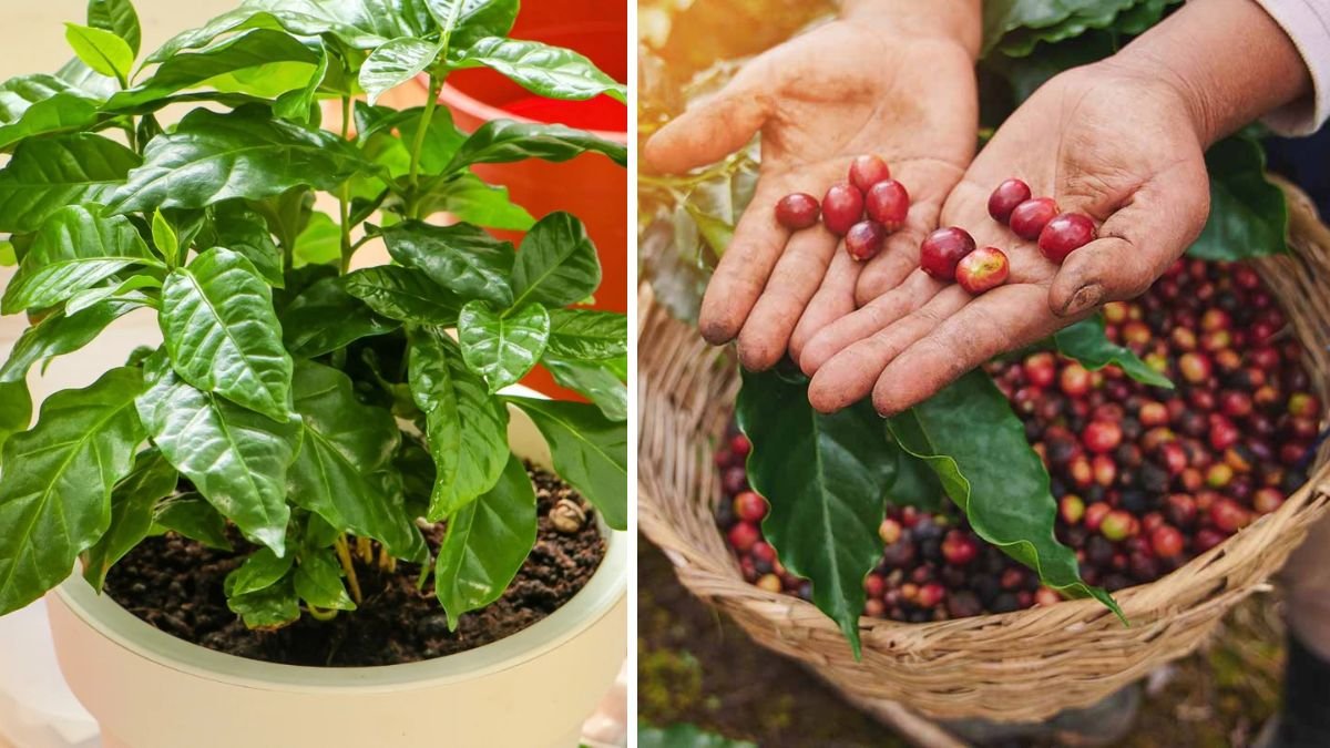 From Cup to Plant: How to Grow Your Own Coffee Beans in a Sunny Window