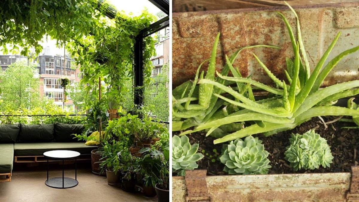 Transform Your Balcony Into a Green Oasis: How to Decorate With Plants Using Command Hooks—No Damage