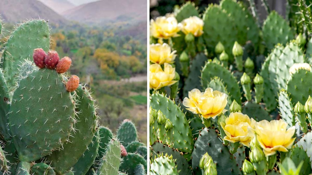Prickly Perfection: How to Grow Opuntia as a Natural and Attractive Landscape Barrier