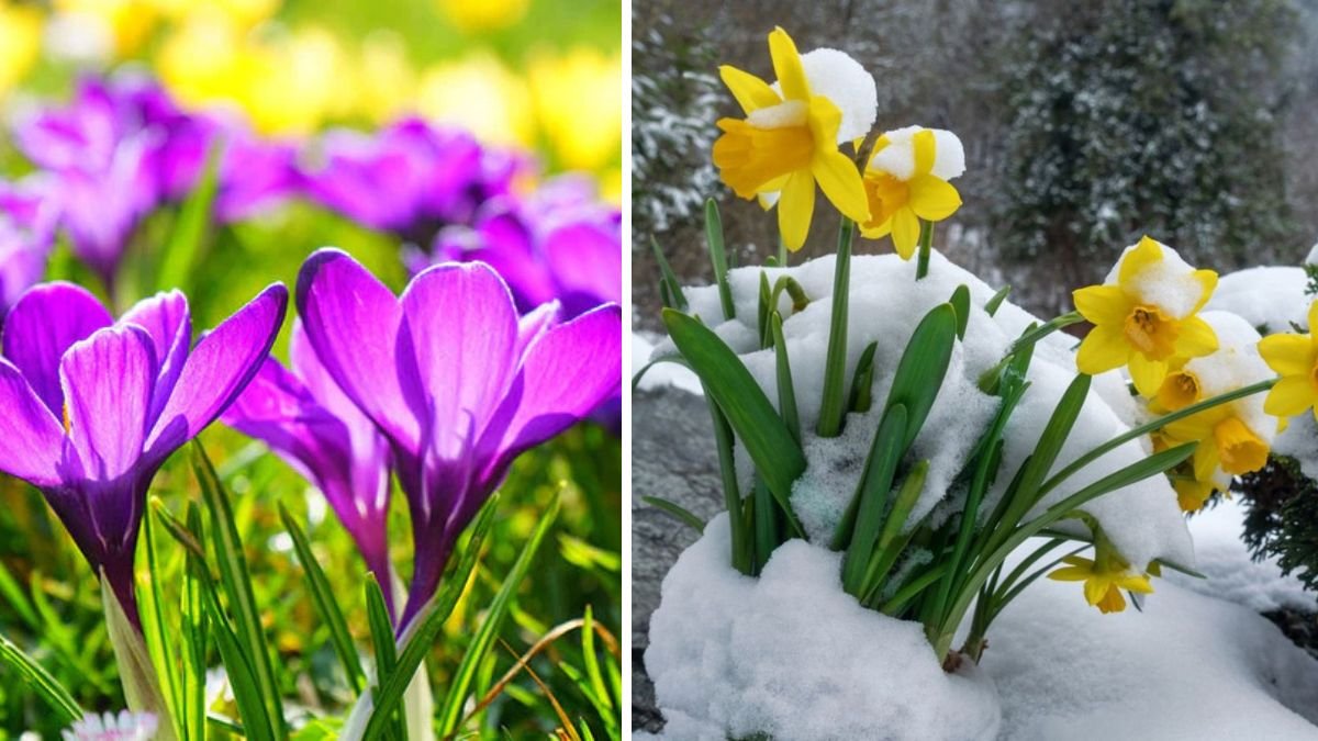 Winter Wonderland Blooms: How to Make Spring Bulbs Flower Even in the Coldest Months