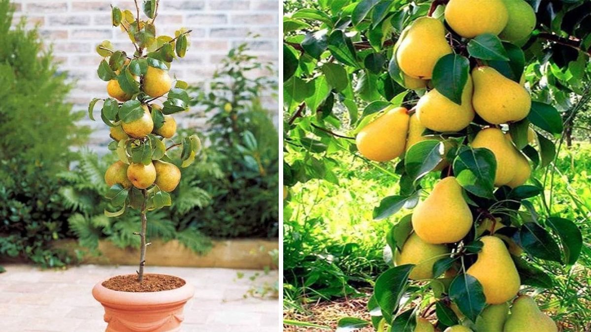 Small Space, Big Harvest: Why Miniature Columnar Trees Are Perfect for Juicy Pears