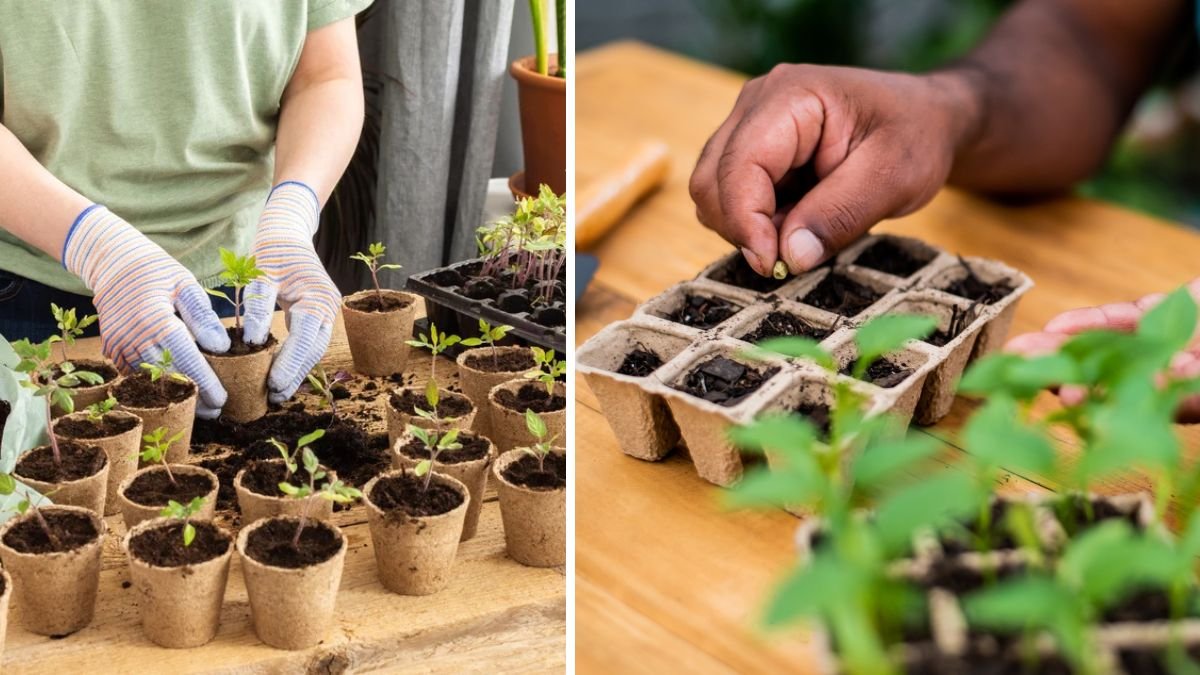 6 Popular Seeds You’re Planting Too Early (and Why You Should Wait)