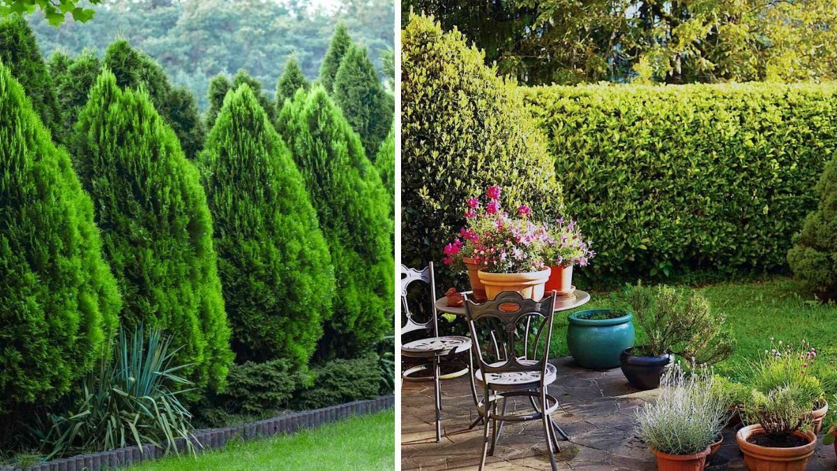 10 Plants That Make Natural Privacy Screens—No Fence Needed