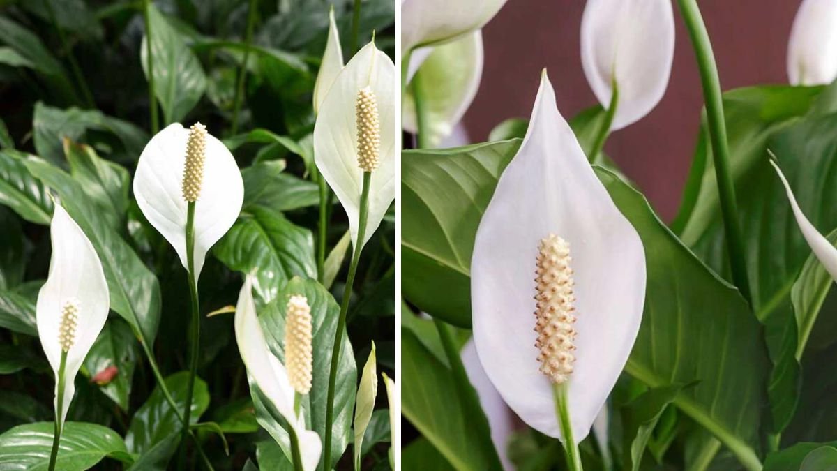 How to Double Your Peace Lily Blooms with Simple Pruning