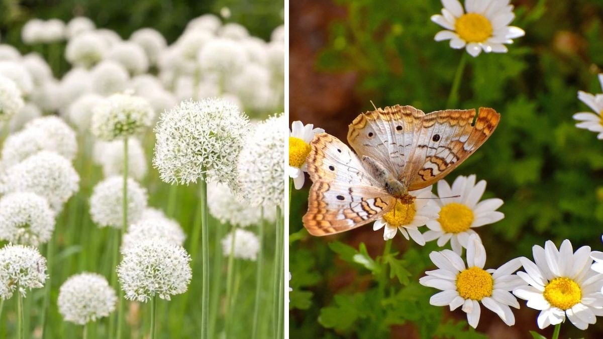 20 White Flowers That Complete Any Garden