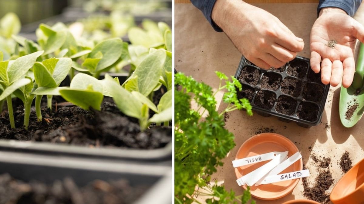 Expert Tips for Successful Early-Season Seed Sowing