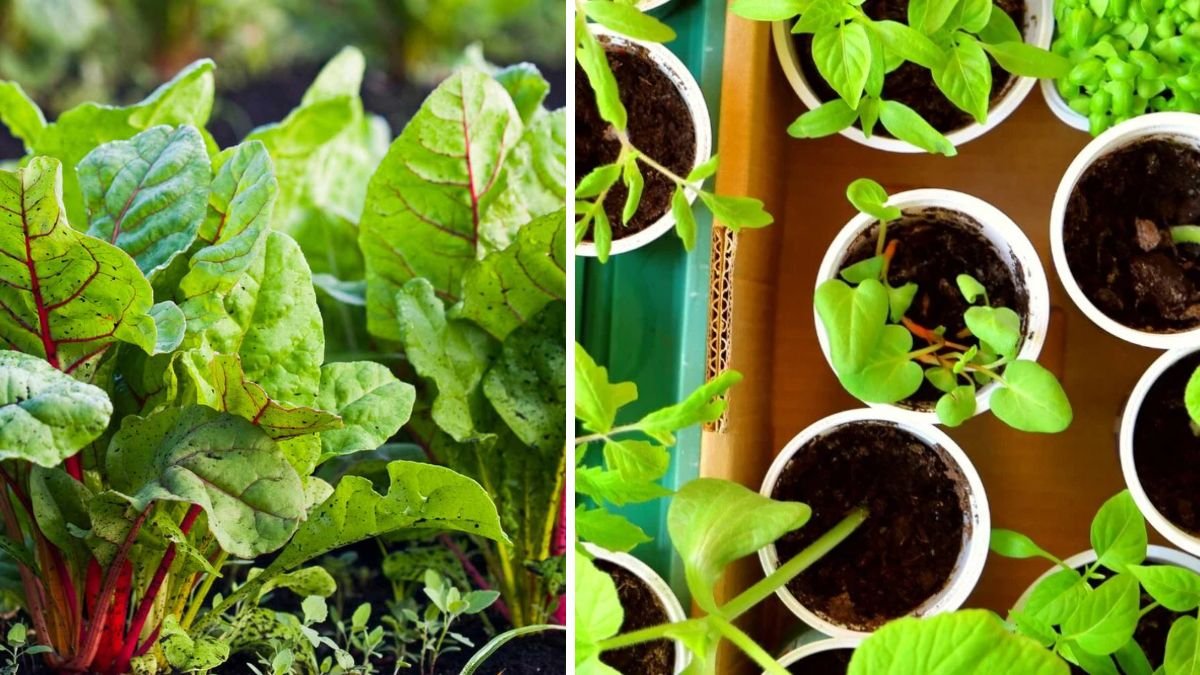 14 Seeds to Start Indoors in Late Winter for a Thriving Spring Garden
