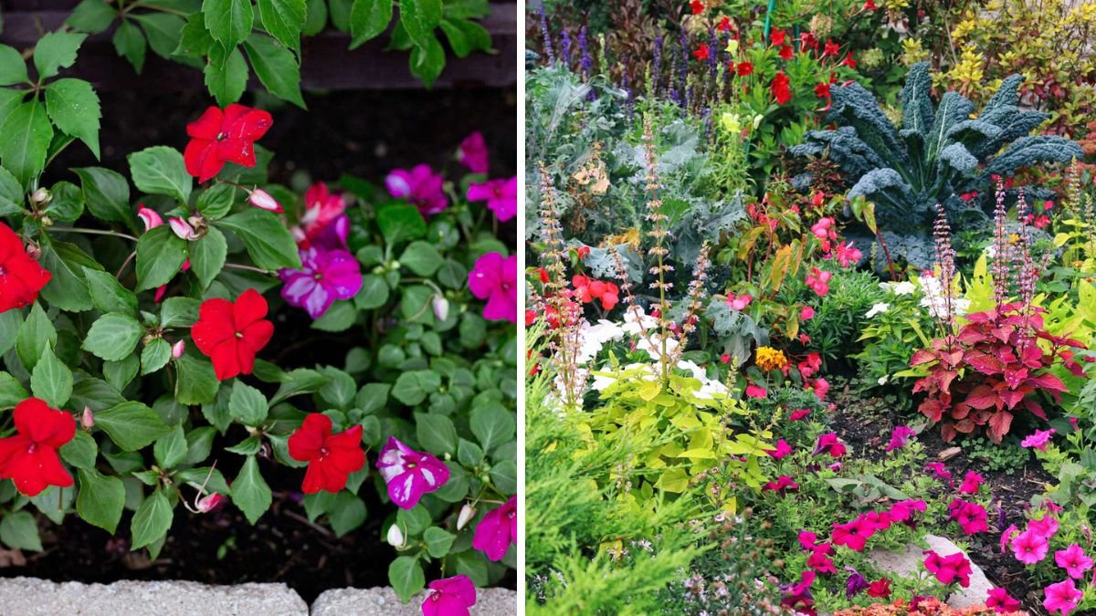 These are the best shade-loving flowers and plants for your yard