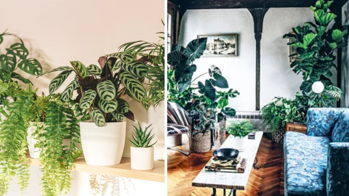 25 Eye-Catching Houseplants That Can Be Statement Pieces in Your Home