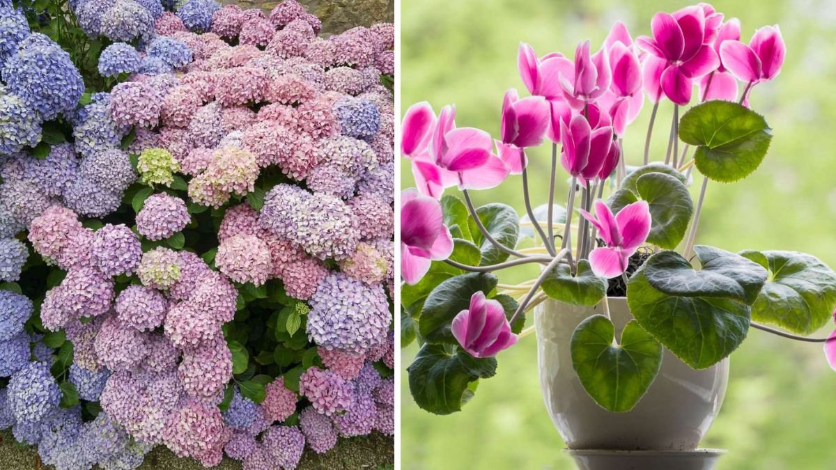 15 Gorgeous Flowers You Can Easily Propagate at Home