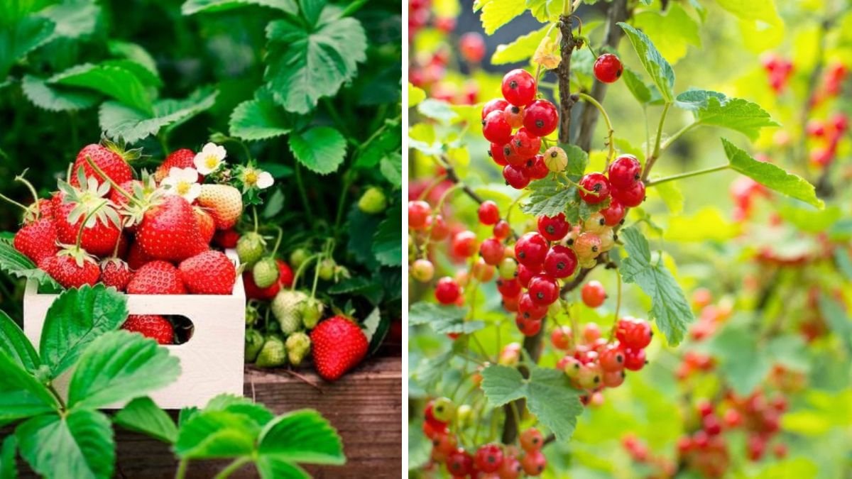 11 Fruits and Berries to Plant While the Soil Is Still Cool