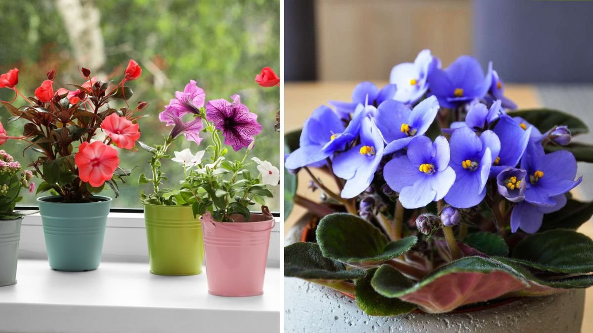15 Stunning Annuals You Can Easily Grow Indoors