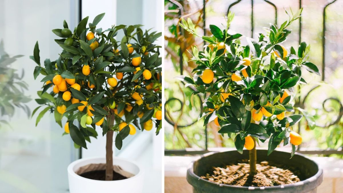 15 Indoor Fruit Trees You Can Enjoy Year-Round