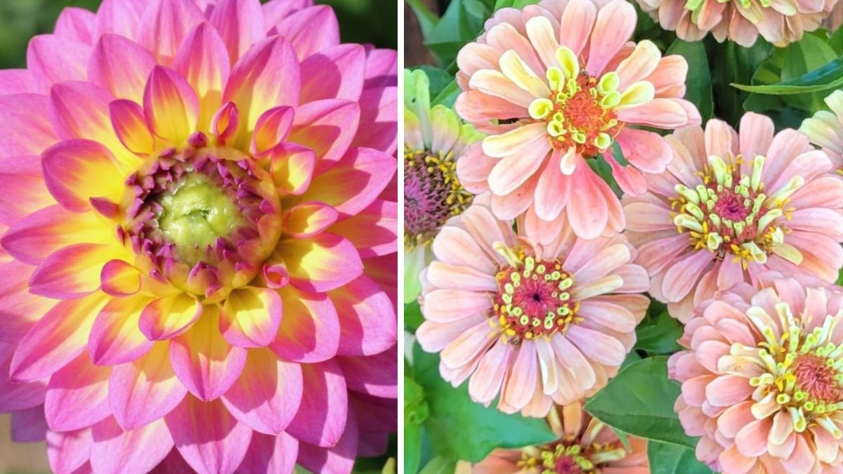 7 Flowers That Keep Blooming All Season Long