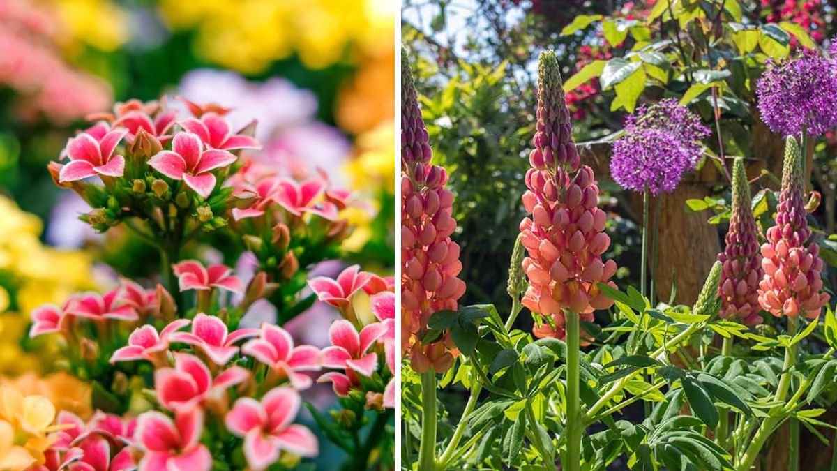 20 Stunning Perennial Flowers to Elevate Your Garden
