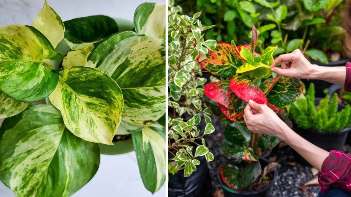 14 Stunning Variegated Houseplants That Double as Living Art
