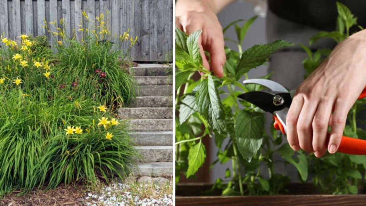 12 Expert Tips to Revive Dormant Perennials Without Harming New Growth