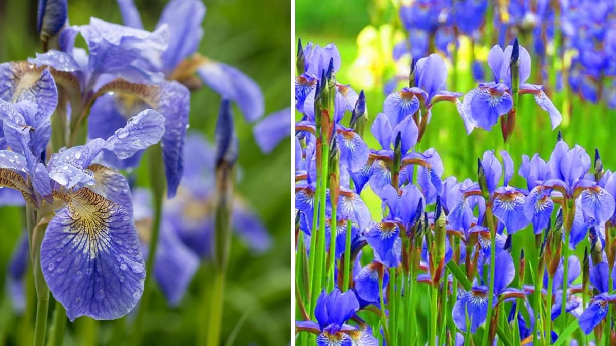 How to Grow Stunning Irises in Your Garden