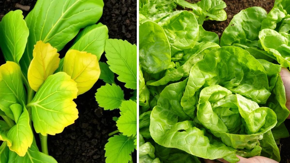 The Fertilizer That Helps Leafy Greens Grow & Protects Them From Disease