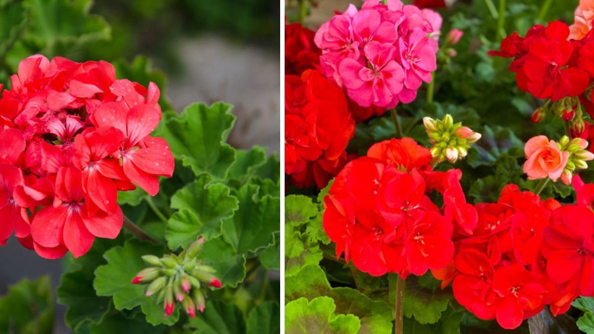 From Seed to Bloom: Simple Geranium Tips for Starters