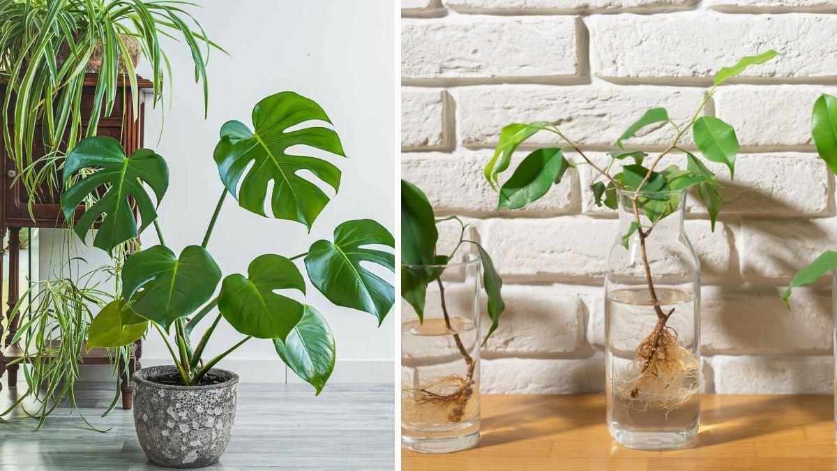 9 Indoor Plants You Can Multiply from a Single Cutting