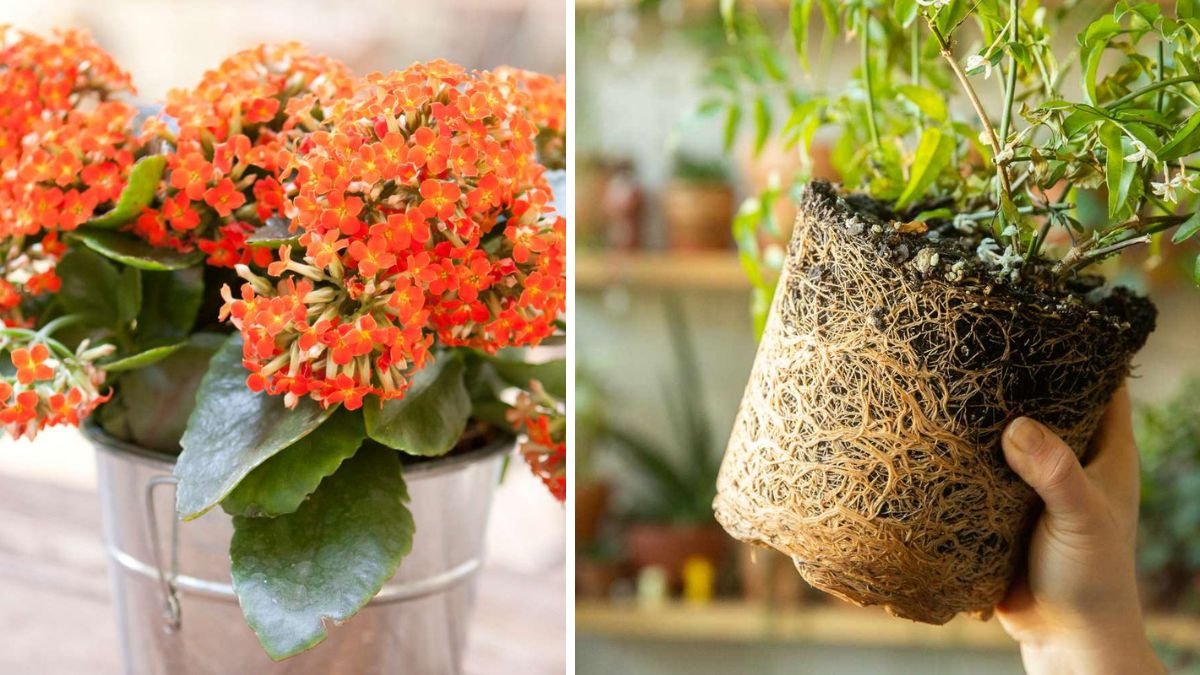 6 Indoor Plants That Bloom Stunningly When Rootbound