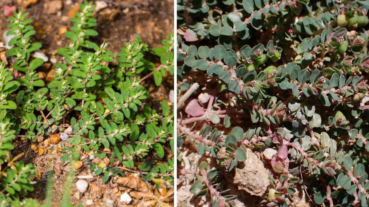 10 Mistakes Everyone Makes When Dealing With Invasive Spurge Weed