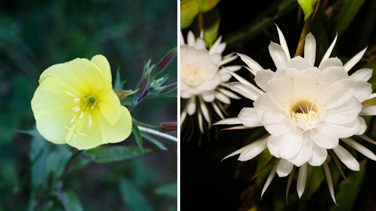 These 10 Night-Blooming Flowers Make Your Garden Come Alive After Dark