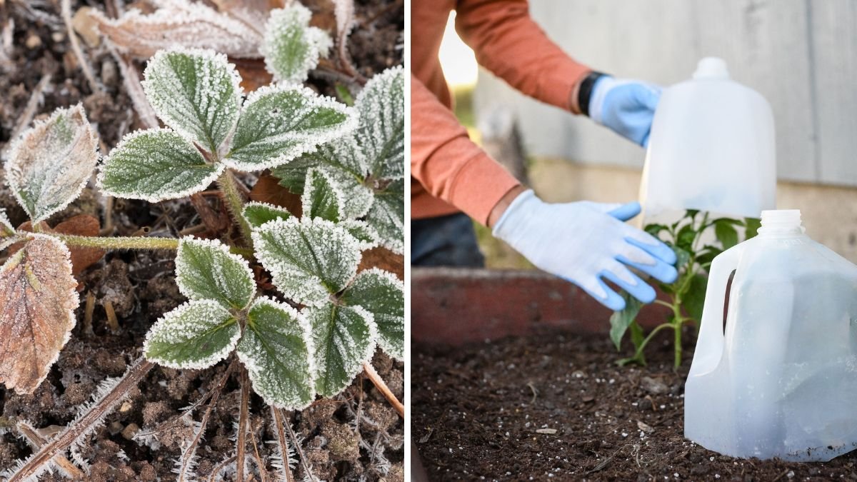 Protect Your Plants from Frost Heaving: 5 Must-Know Tips This Winter