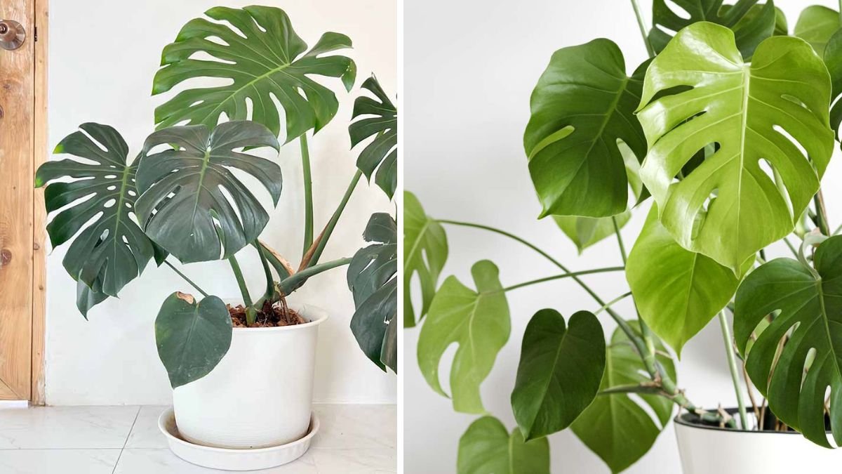 Expert Repotting & Growth Tips for Your Huge Monstera Deliciosa With Moss Poles & Support