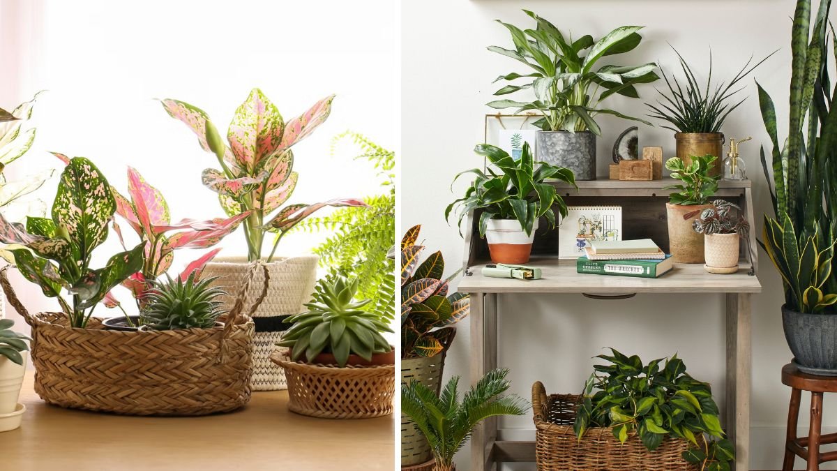 12 Fast-Growing Indoor Plants That Bring Life to Any Room