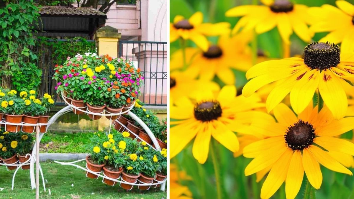 9 Flowering Plants That Wither in Full Sun (And What to Plant Instead)