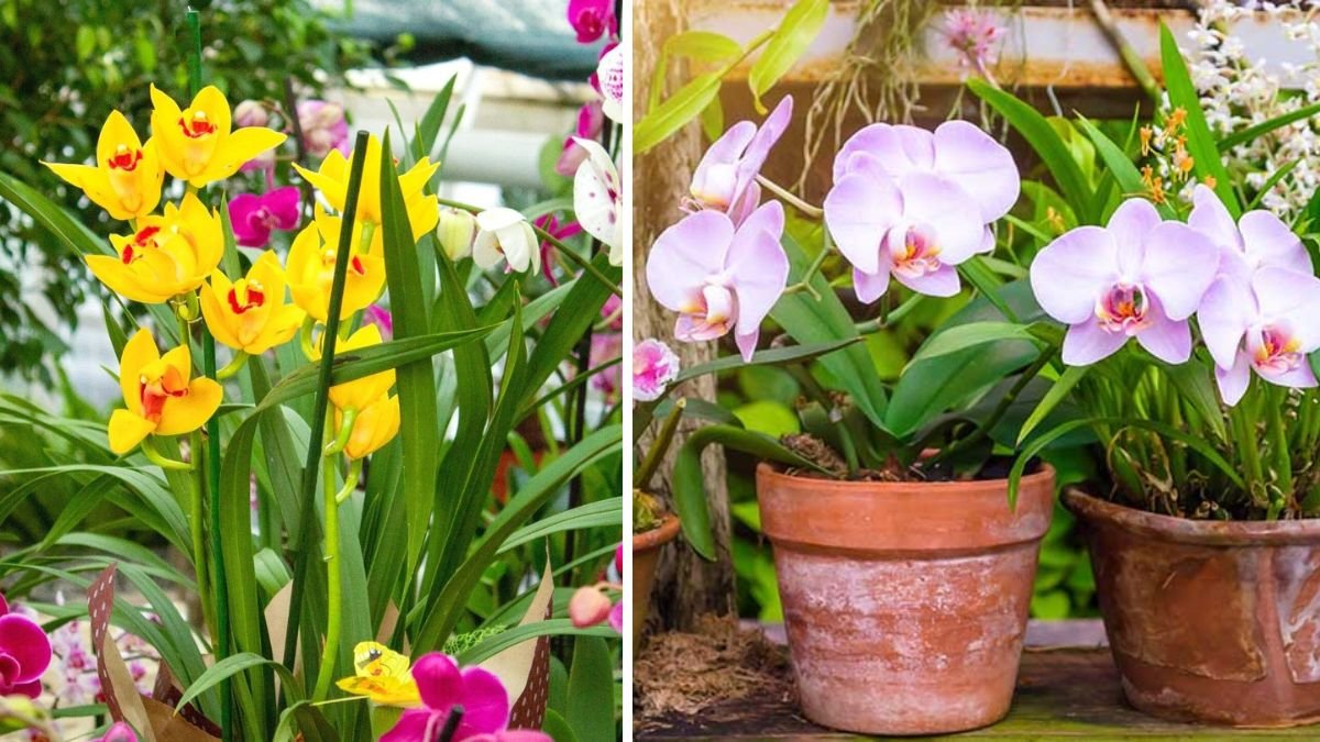 A Special Mix For Orchids Good Growth: Garden Up Basics Guide for Healthy Orchids