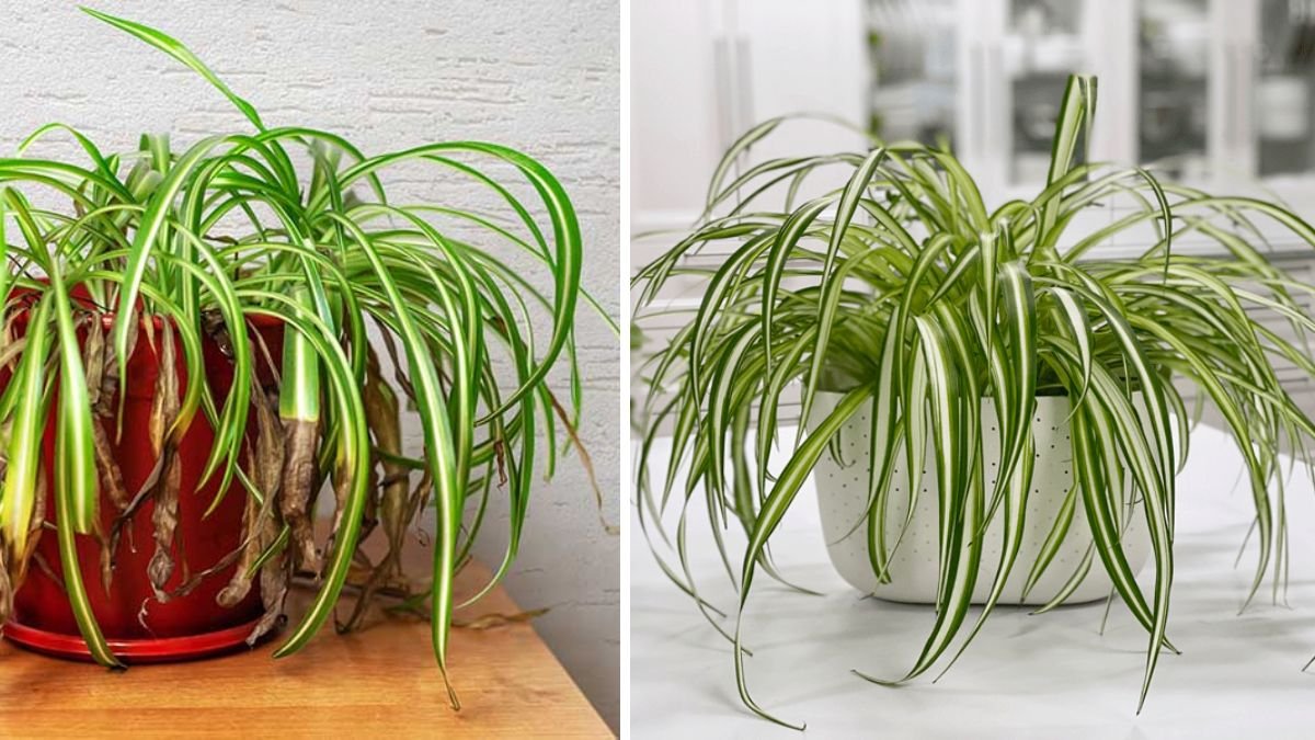Top Winter Mistakes That Kill Spider Plants (And How to Avoid Them)