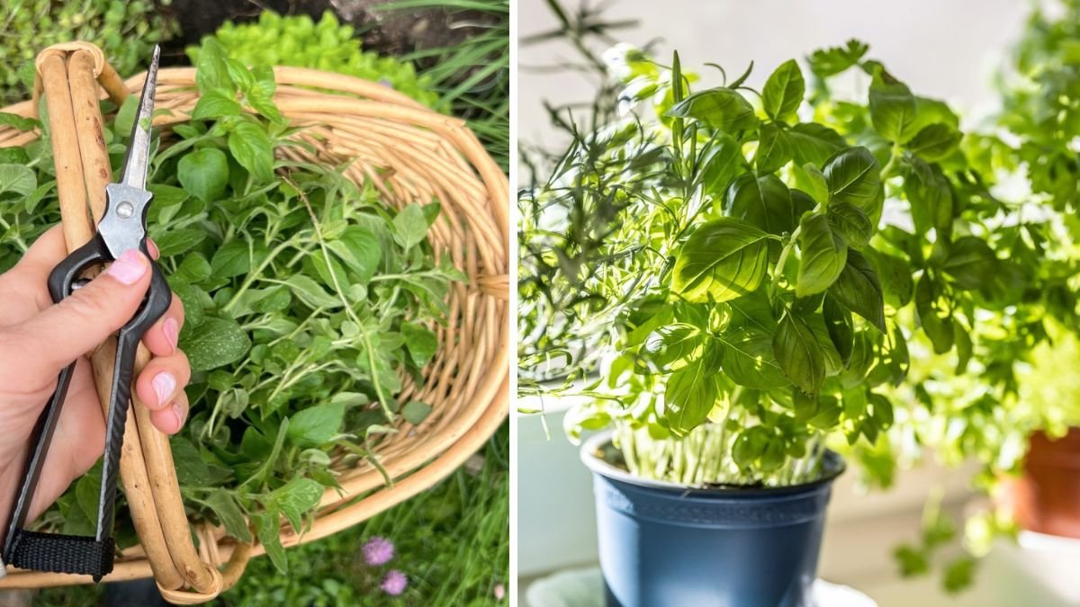 10 Clever Uses for Leftover Herb Stems and Scraps