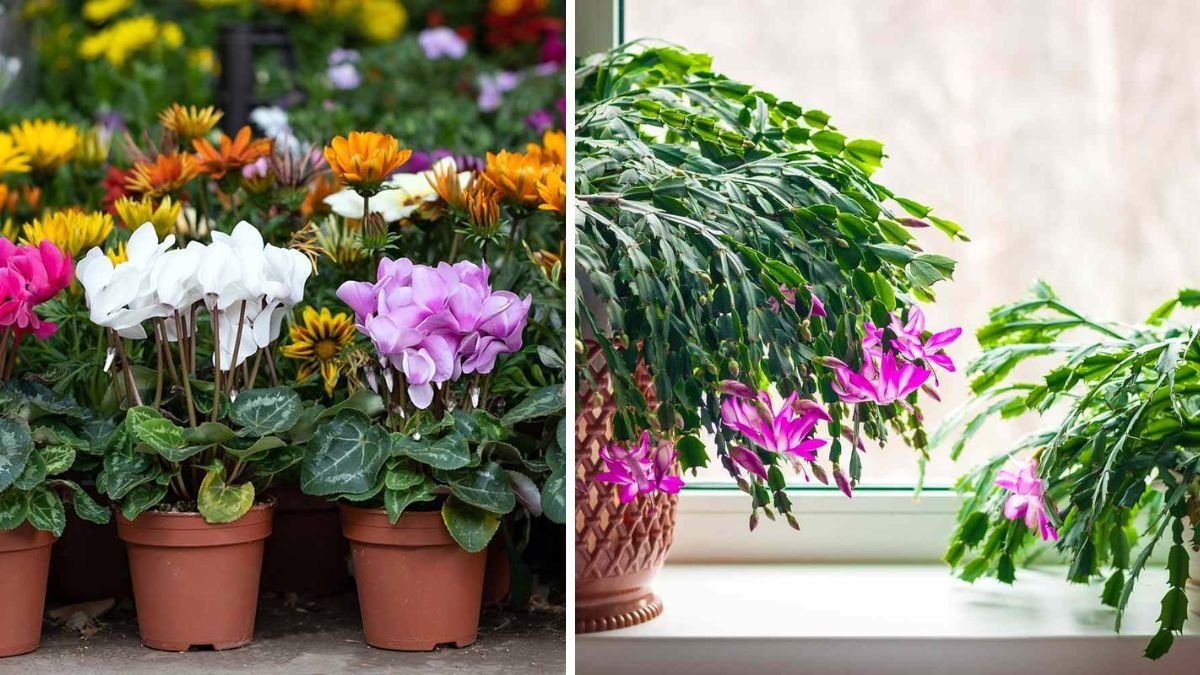 17 Best Indoor Flowers to Brighten Your Home