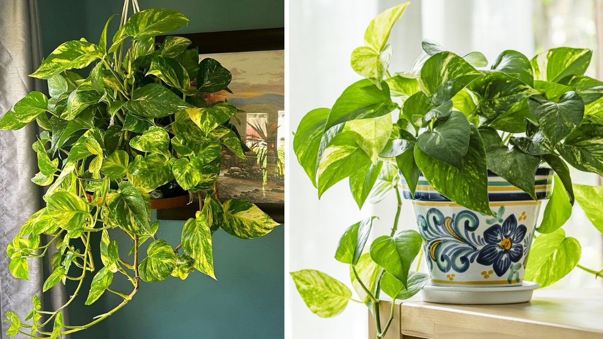 Why Your Entryway Is the Best Spot for a Pothos Plant: Benefits, Tips & Feng Shui