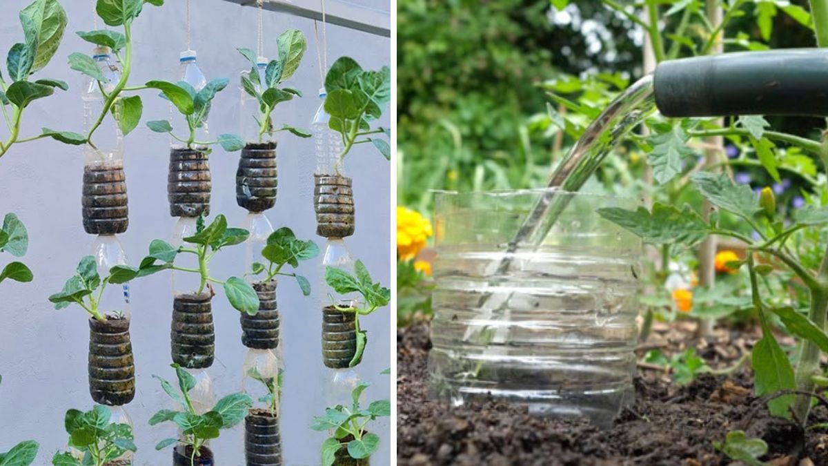 Try Out This Plastic Bottle Hack to Grow Plants