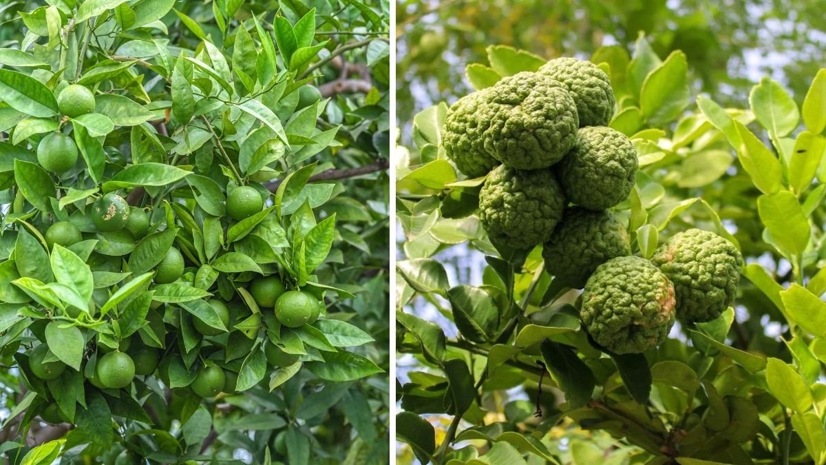 Grow a Makrut Lime Tree at Home: Ultimate Guide for Fragrant Leaves & Fresh Limes