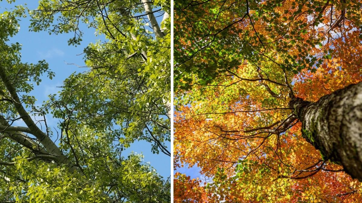 Trees You Shouldn’t Grow Right Next to Your House: 7 Risky Species and Expert Tips