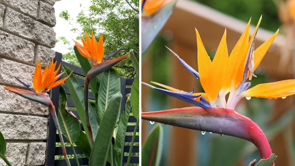 Winter Care Secrets for Bird of Paradise — Expert Tips to Thrive Through the Cold