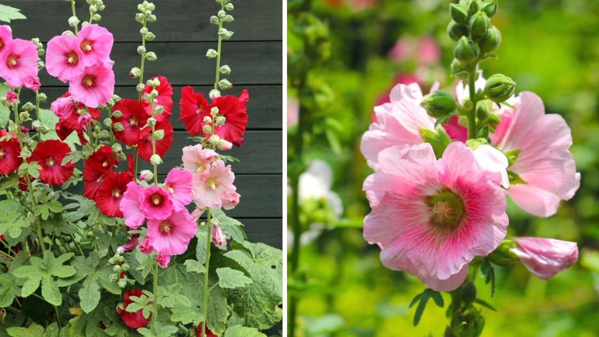 Growing Hollyhocks: How to Get the Most from this Cottage Garden Classic